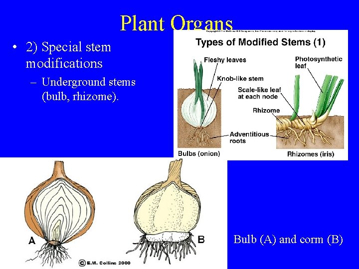 Plant Organs • 2) Special stem modifications – Underground stems (bulb, rhizome). Bulb (A)