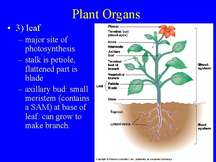 Plant Organs • 3) leaf – major site of photosynthesis – stalk is petiole,