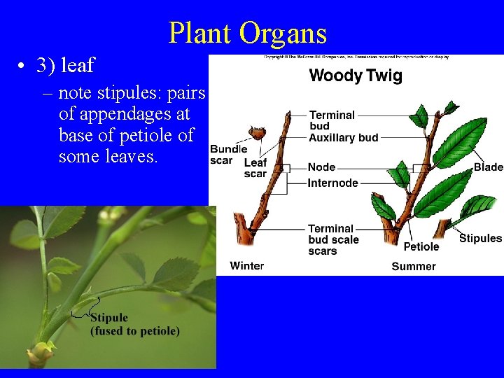 Plant Organs • 3) leaf – note stipules: pairs of appendages at base of