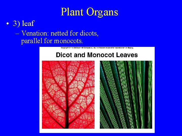 Plant Organs • 3) leaf – Venation: netted for dicots, parallel for monocots. 