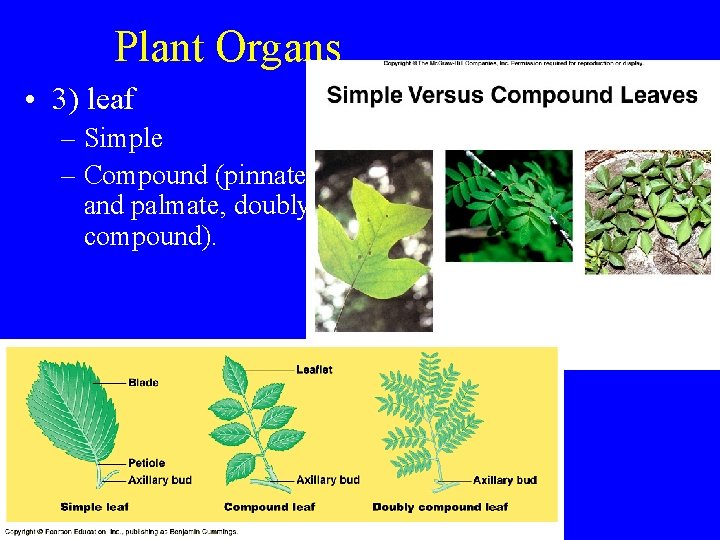 Plant Organs • 3) leaf – Simple – Compound (pinnate and palmate, doubly compound).