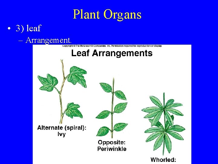 Plant Organs • 3) leaf – Arrangement. 