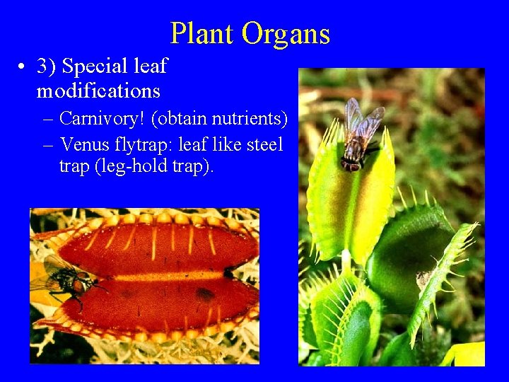 Plant Organs • 3) Special leaf modifications – Carnivory! (obtain nutrients) – Venus flytrap: