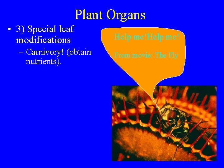 Plant Organs • 3) Special leaf modifications – Carnivory! (obtain nutrients). Help me! From