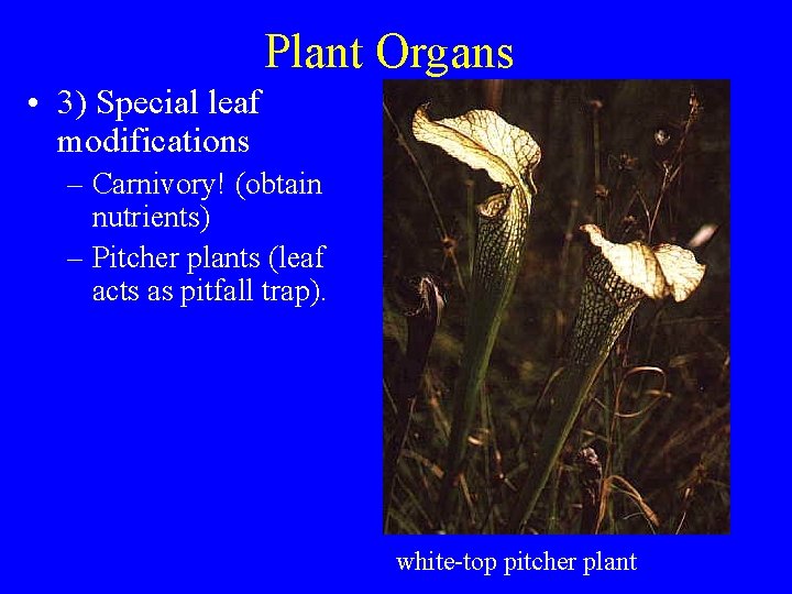 Plant Organs • 3) Special leaf modifications – Carnivory! (obtain nutrients) – Pitcher plants