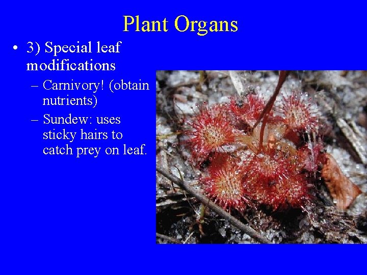 Plant Organs • 3) Special leaf modifications – Carnivory! (obtain nutrients) – Sundew: uses