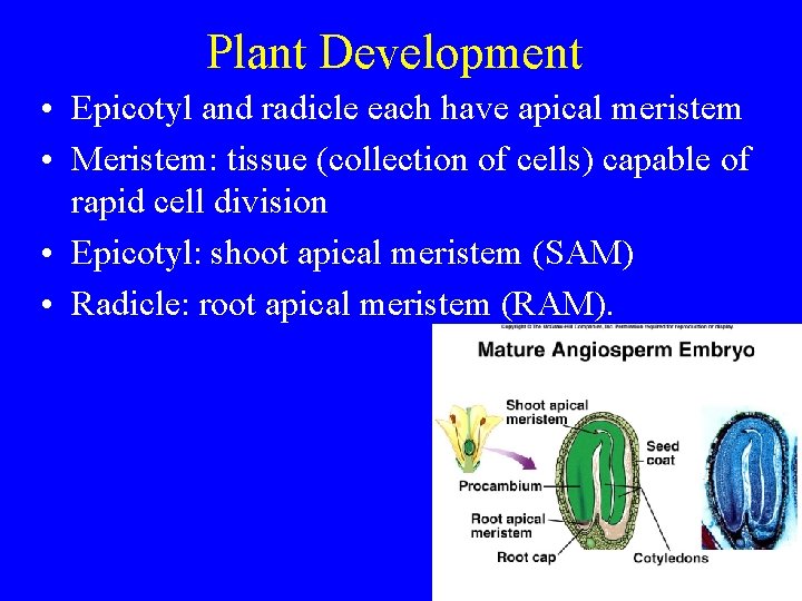 Plant Development • Epicotyl and radicle each have apical meristem • Meristem: tissue (collection