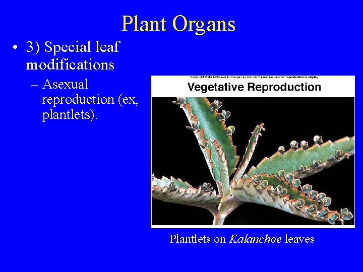 Plant Organs • 3) Special leaf modifications – Asexual reproduction (ex, plantlets). Plantlets on