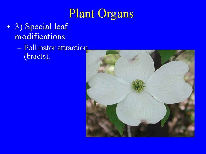 Plant Organs • 3) Special leaf modifications – Pollinator attraction (bracts). 