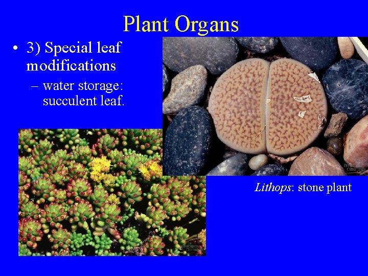 Plant Organs • 3) Special leaf modifications – water storage: succulent leaf. Lithops: stone