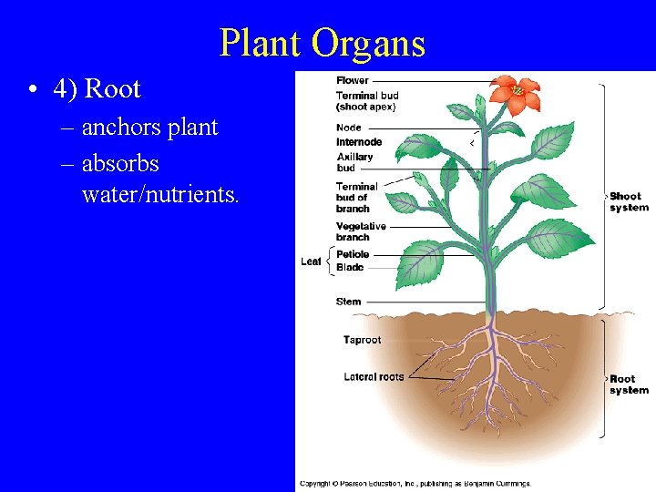 Plant Organs • 4) Root – anchors plant – absorbs water/nutrients. 