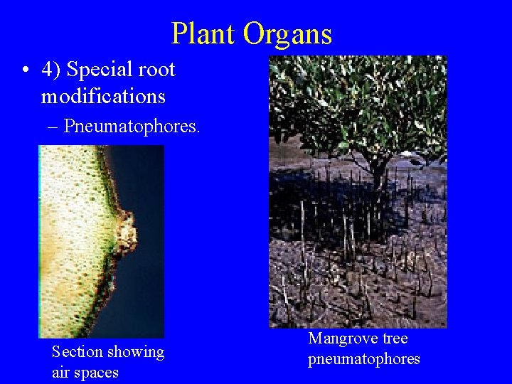 Plant Organs • 4) Special root modifications – Pneumatophores. Section showing air spaces Mangrove