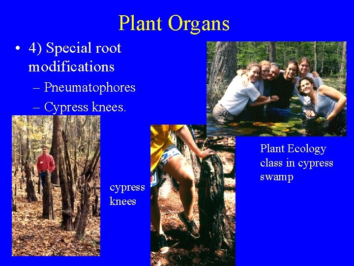 Plant Organs • 4) Special root modifications – Pneumatophores – Cypress knees. cypress knees