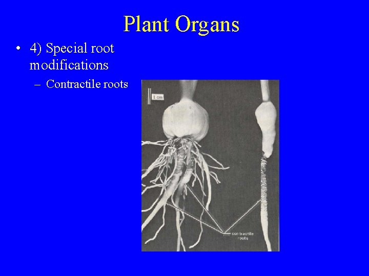 Plant Organs • 4) Special root modifications – Contractile roots 