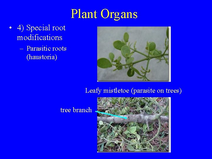 Plant Organs • 4) Special root modifications – Parasitic roots (haustoria) Leafy mistletoe (parasite