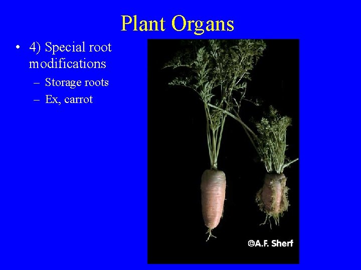 Plant Organs • 4) Special root modifications – Storage roots – Ex, carrot 