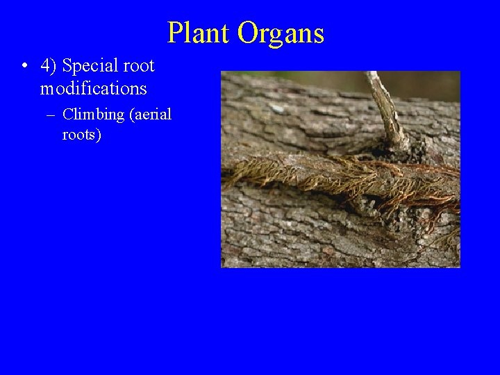 Plant Organs • 4) Special root modifications – Climbing (aerial roots) 