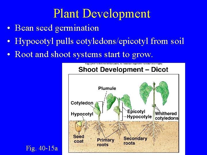 Plant Development • Bean seed germination • Hypocotyl pulls cotyledons/epicotyl from soil • Root