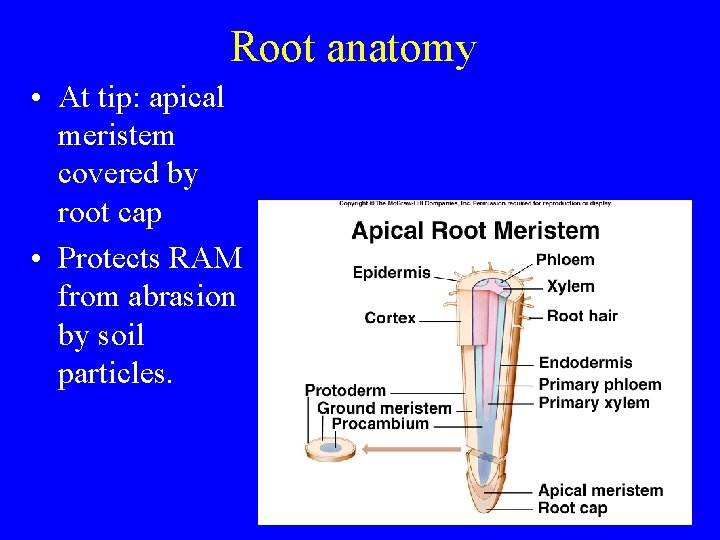 Root anatomy • At tip: apical meristem covered by root cap • Protects RAM