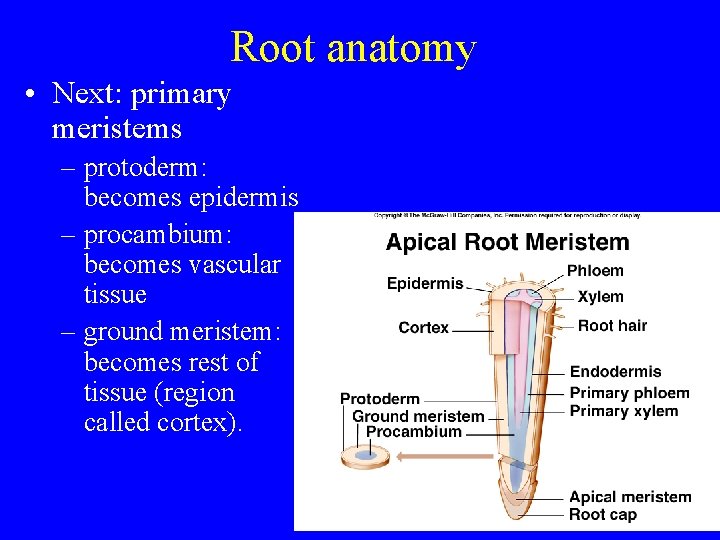 Root anatomy • Next: primary meristems – protoderm: becomes epidermis – procambium: becomes vascular