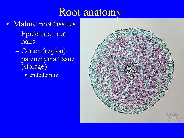 Root anatomy • Mature root tissues – Epidermis: root hairs – Cortex (region): parenchyma