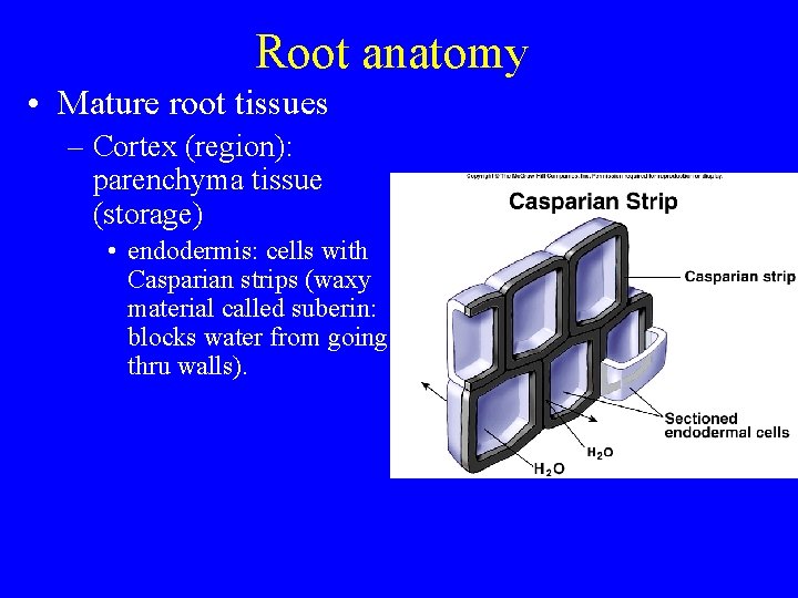 Root anatomy • Mature root tissues – Cortex (region): parenchyma tissue (storage) • endodermis: