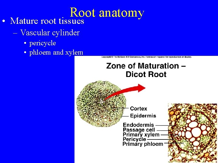 Root anatomy • Mature root tissues – Vascular cylinder • pericycle • phloem and