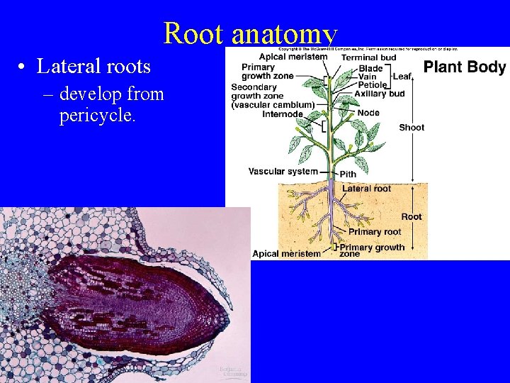 Root anatomy • Lateral roots – develop from pericycle. 