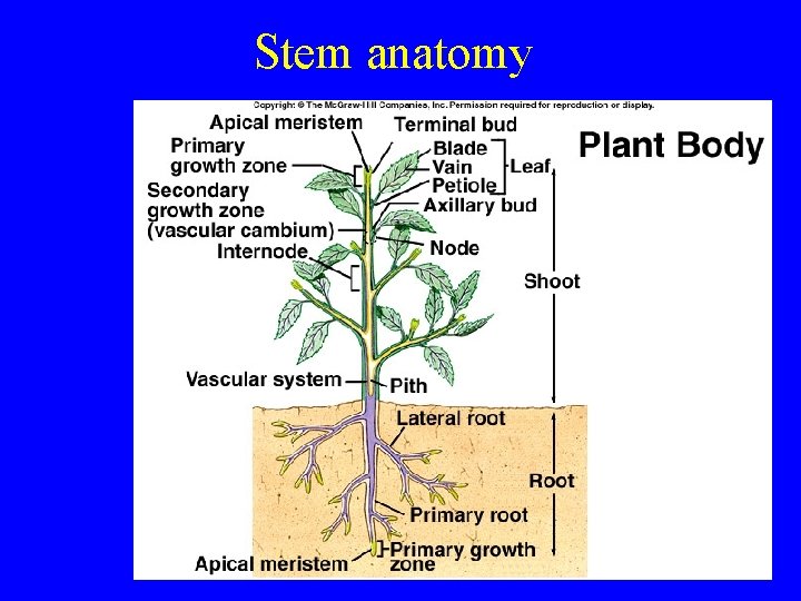 Stem anatomy 