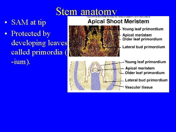 Stem anatomy • SAM at tip • Protected by developing leaves called primordia (