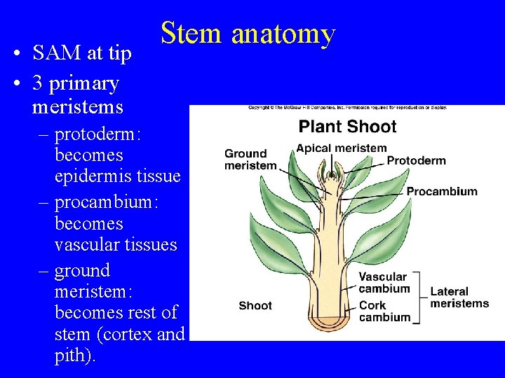  • SAM at tip • 3 primary meristems Stem anatomy – protoderm: becomes