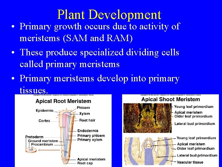 Plant Development • Primary growth occurs due to activity of meristems (SAM and RAM)