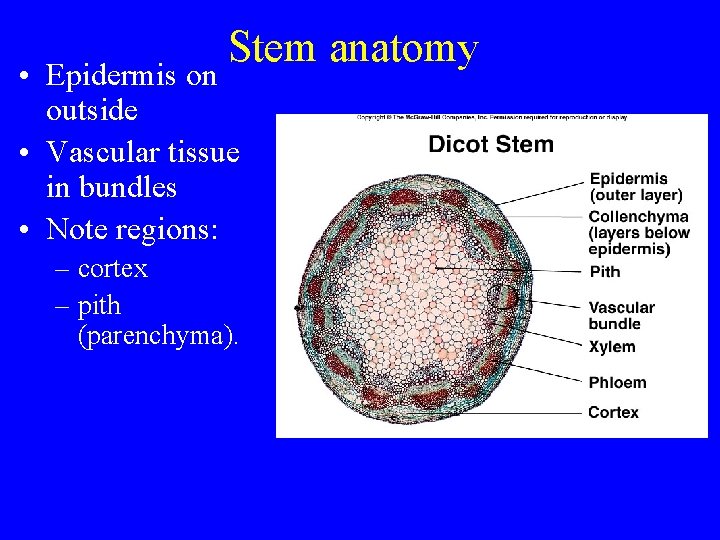 Stem anatomy • Epidermis on outside • Vascular tissue in bundles • Note regions: