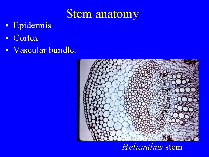 Stem anatomy • Epidermis • Cortex • Vascular bundle. Helianthus stem 