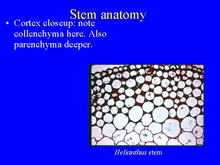 Stem anatomy • Cortex closeup: note collenchyma here. Also parenchyma deeper. Helianthus stem 