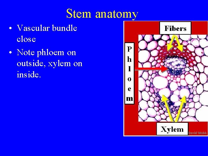 Stem anatomy • Vascular bundle close • Note phloem on outside, xylem on inside.