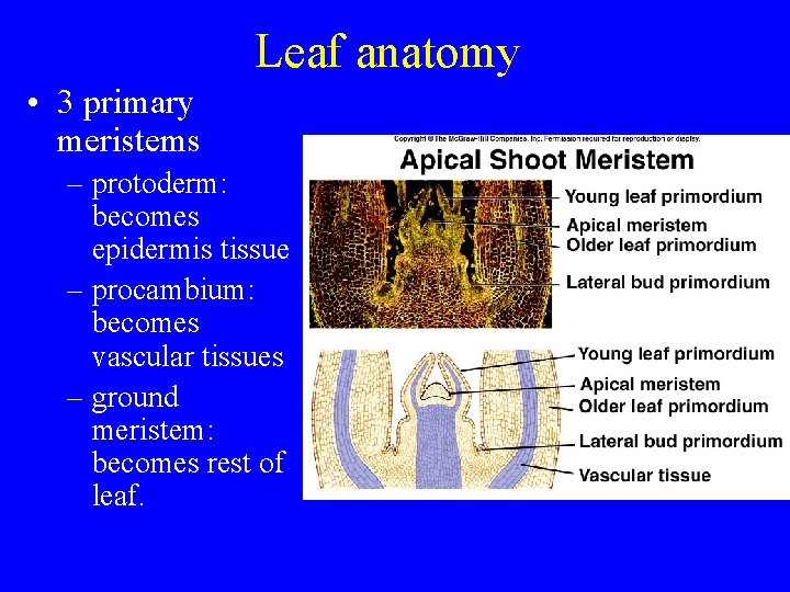 Leaf anatomy • 3 primary meristems – protoderm: becomes epidermis tissue – procambium: becomes