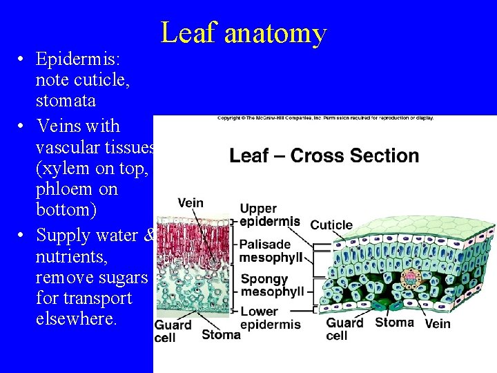  • Epidermis: note cuticle, stomata • Veins with vascular tissues (xylem on top,