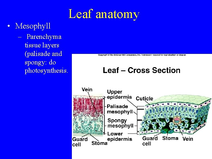 Leaf anatomy • Mesophyll – Parenchyma tissue layers (palisade and spongy: do photosynthesis. 