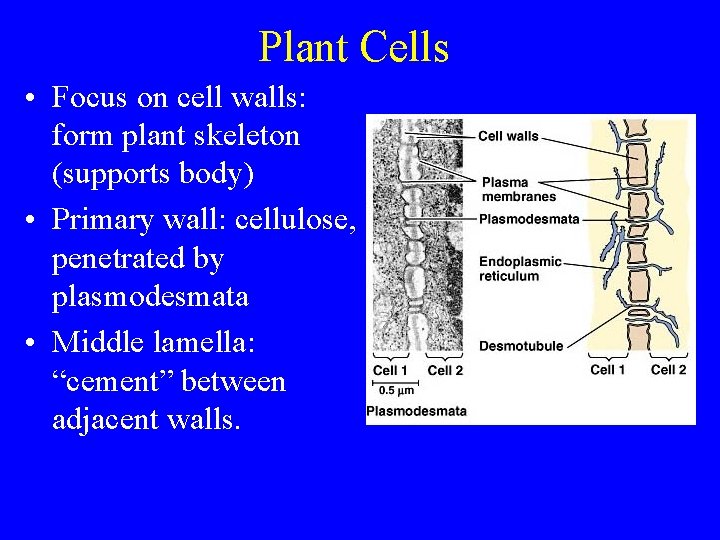 Plant Cells • Focus on cell walls: form plant skeleton (supports body) • Primary