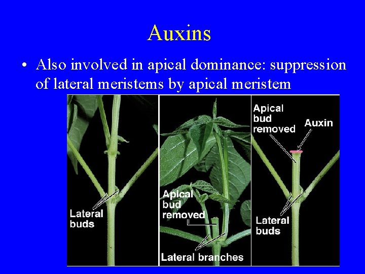 Auxins • Also involved in apical dominance: suppression of lateral meristems by apical meristem