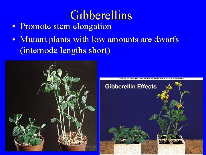 Gibberellins • Promote stem elongation • Mutant plants with low amounts are dwarfs (internode