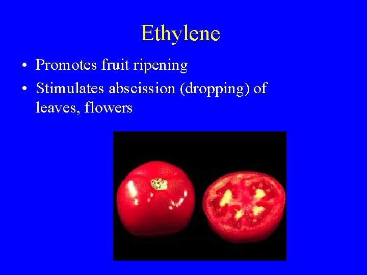 Ethylene • Promotes fruit ripening • Stimulates abscission (dropping) of leaves, flowers 