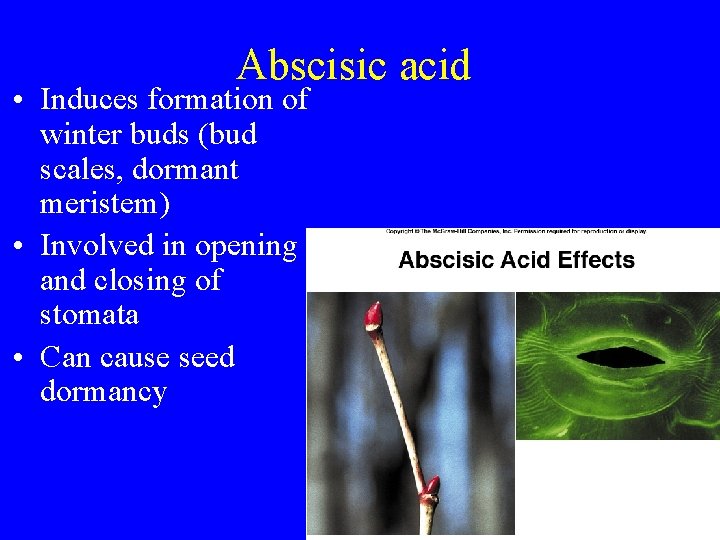 Abscisic acid • Induces formation of winter buds (bud scales, dormant meristem) • Involved