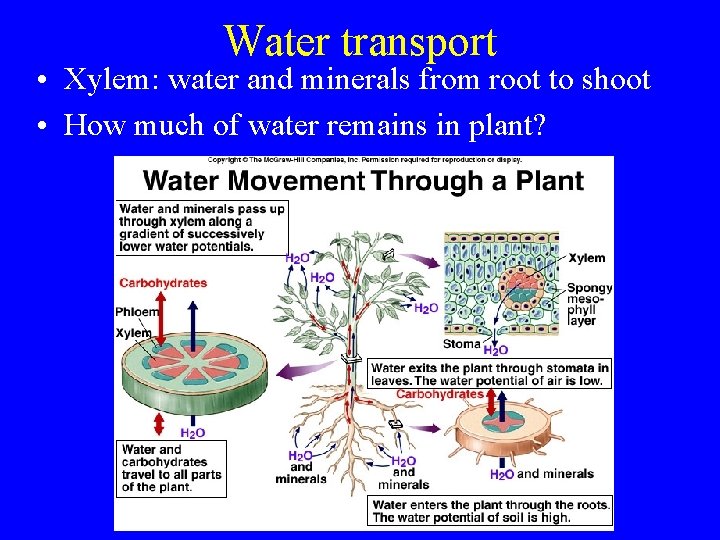 Water transport • Xylem: water and minerals from root to shoot • How much