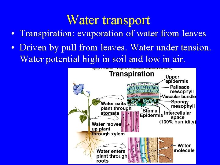 Water transport • Transpiration: evaporation of water from leaves • Driven by pull from