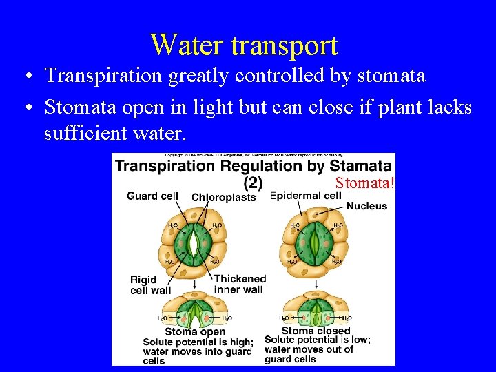 Water transport • Transpiration greatly controlled by stomata • Stomata open in light but