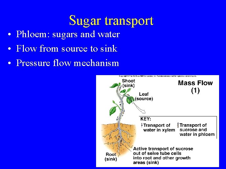 Sugar transport • Phloem: sugars and water • Flow from source to sink •