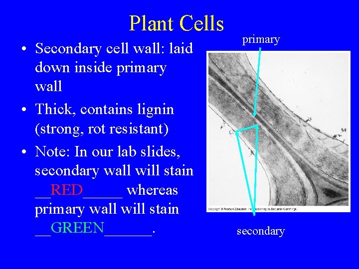 Plant Cells • Secondary cell wall: laid down inside primary wall • Thick, contains