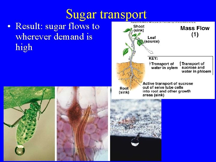 Sugar transport • Result: sugar flows to wherever demand is high 